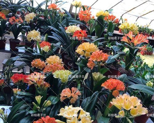 宽叶君子兰的花朵长什么样？开花期如何护理？