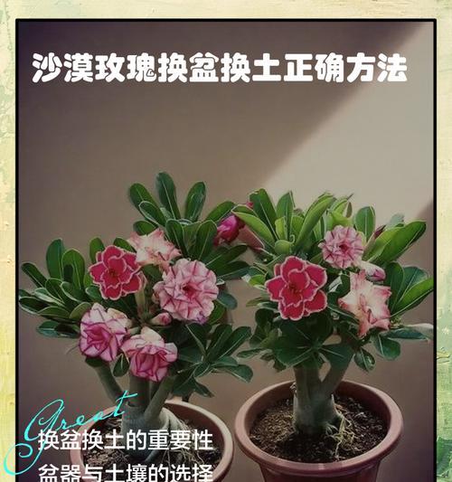 花盆里的玫瑰花有特别的名称吗？如何照料？
