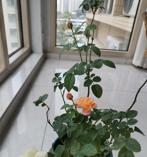 花盆里的玫瑰花有特别的名称吗？如何照料？