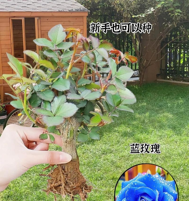 花盆里的玫瑰花有特别的名称吗？如何照料？
