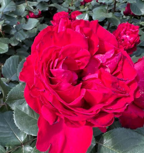 春风花草玫瑰花的养殖技巧是什么？如何保持其生机？