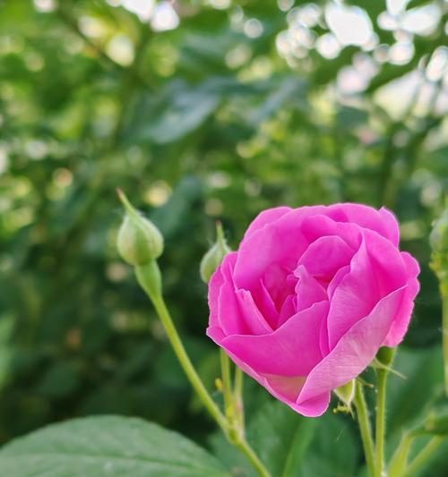 春风花草玫瑰花的养殖技巧是什么？如何保持其生机？