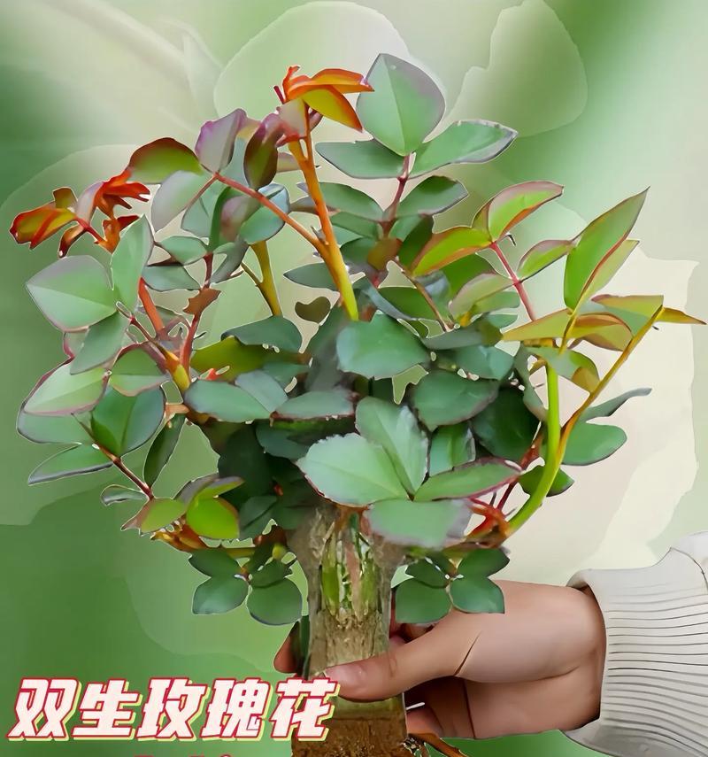 男人种植玫瑰花的最佳方法是什么？有哪些注意事项？