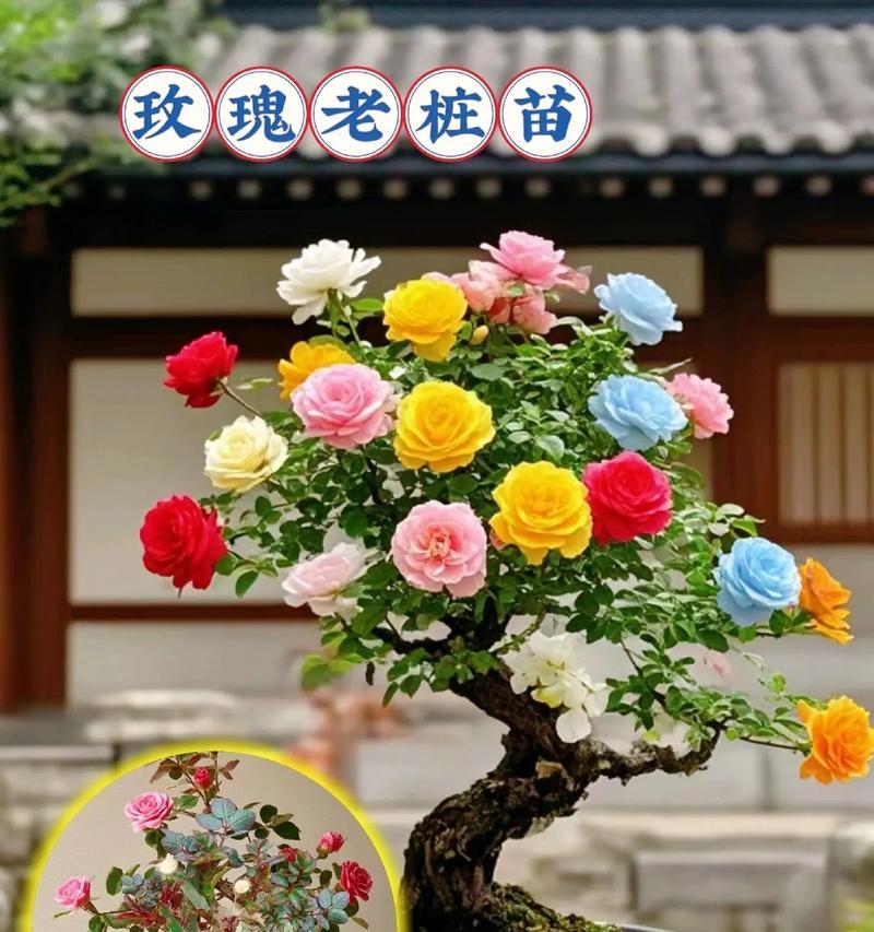 男人种植玫瑰花的最佳方法是什么？有哪些注意事项？