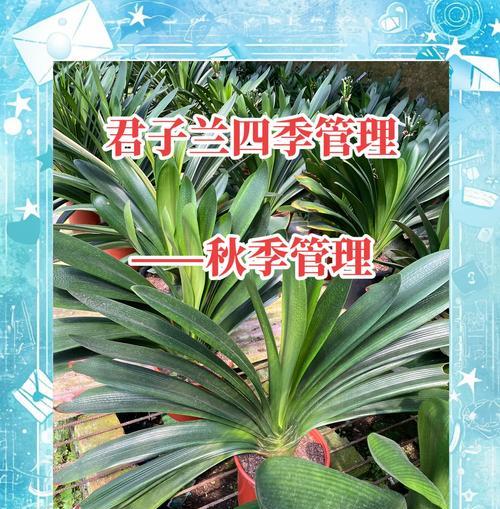 君子兰换土后为何必须浇水？浇水的正确时机是什么？