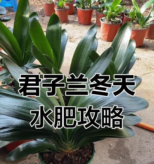 君子兰换土后为何必须浇水？浇水的正确时机是什么？