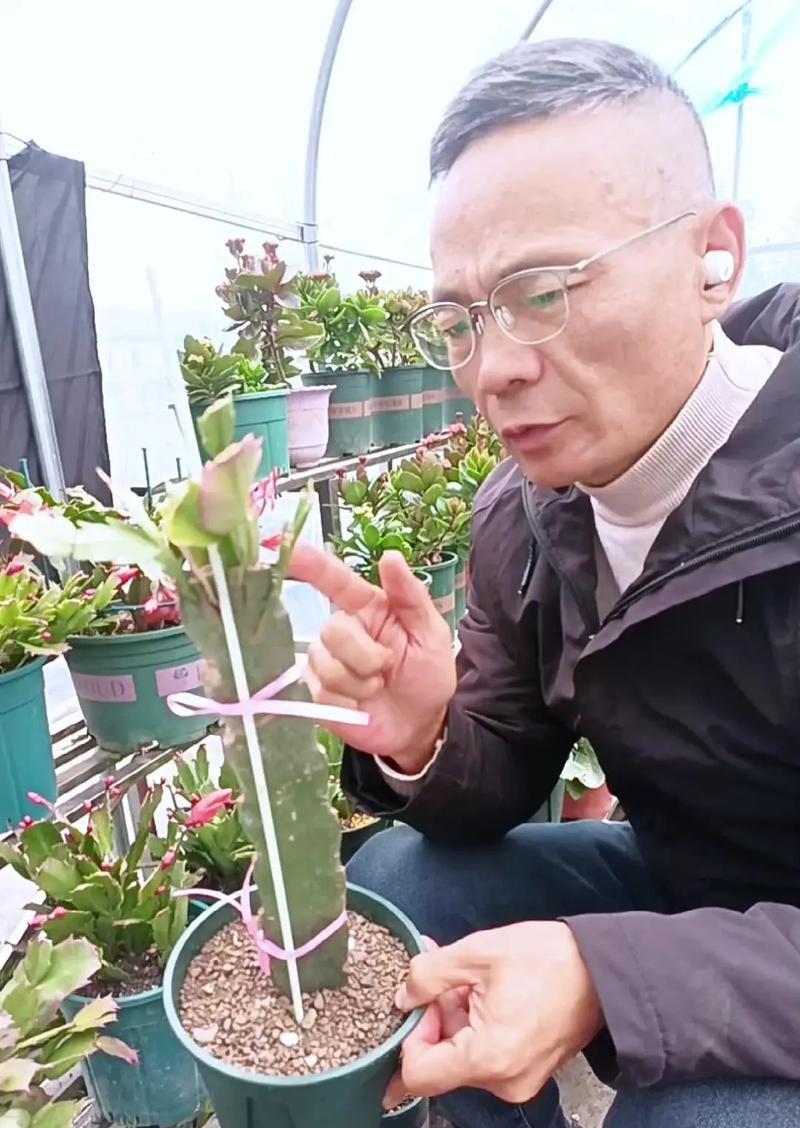 仙人掌如何养成单杆形态？需要哪些特别的养护？