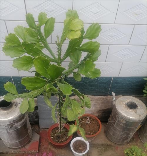 仙人掌如何养成单杆形态？需要哪些特别的养护？