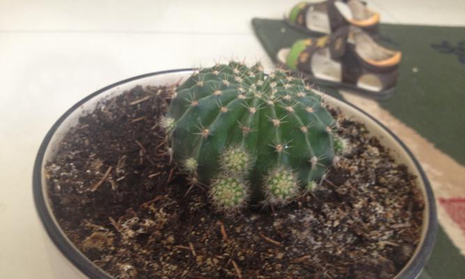 仙人球小球种植省空间的方法是什么？如何管理其生长？