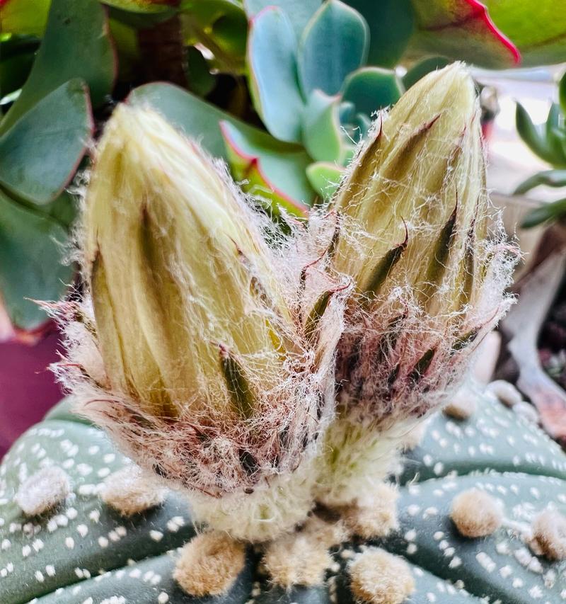 仙人球小球种植省空间的方法是什么？如何管理其生长？