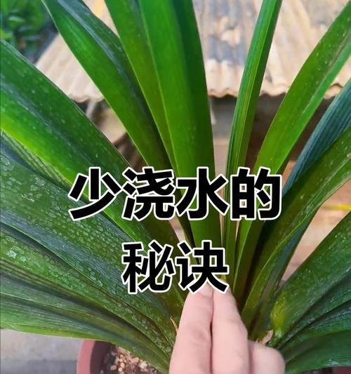 君子兰消毒土壤的方法是什么？怎样有效消毒君子兰土壤？