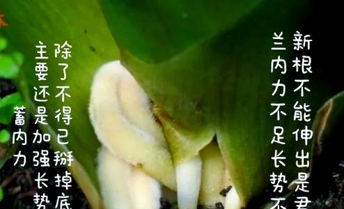 君子兰消毒土壤的方法是什么？怎样有效消毒君子兰土壤？