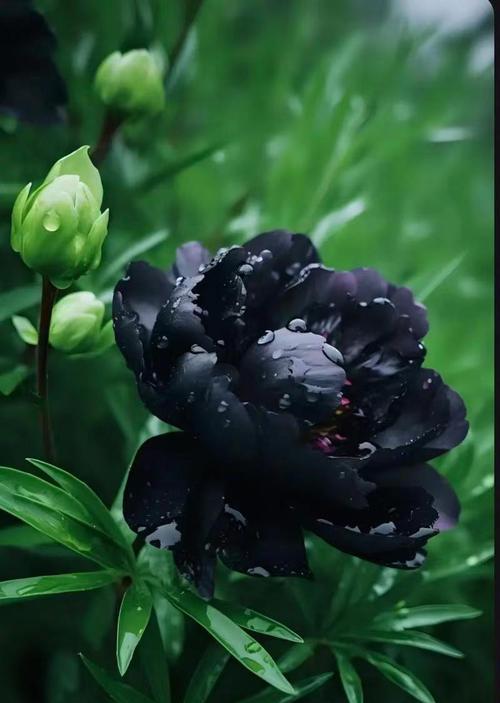 牡丹花黑豹十片花瓣是什么花？这种牡丹品种有何特别之处？