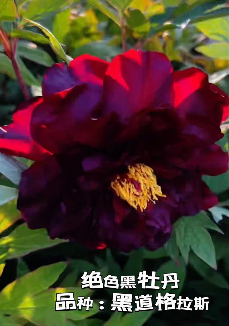 牡丹花黑豹十片花瓣是什么花？这种牡丹品种有何特别之处？
