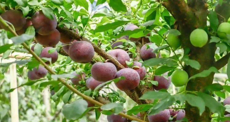 玫瑰花黑布林怎么养殖方法？黑布林玫瑰的正确养护技巧是什么？
