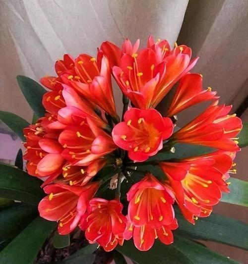 君子兰一年开花两次隔多久？君子兰复花周期是怎样的？