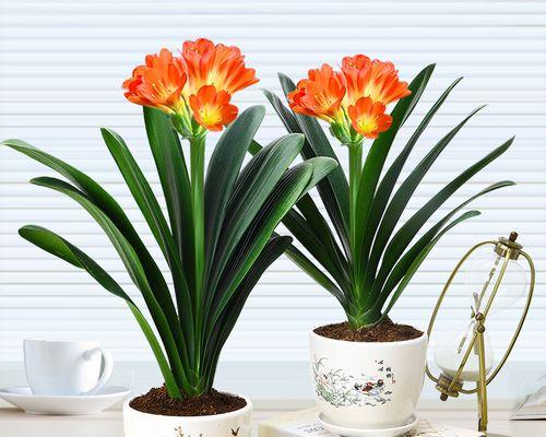 君子兰一年开花两次隔多久？君子兰复花周期是怎样的？