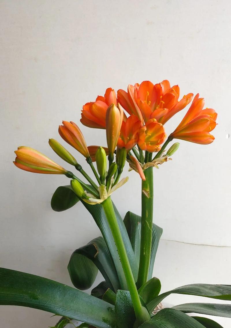 君子兰一年开花两次隔多久？君子兰复花周期是怎样的？