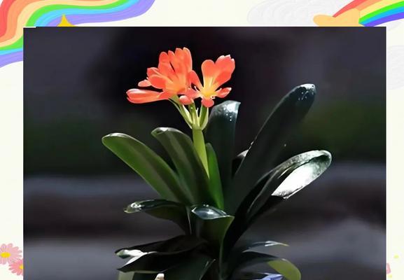 现在君子兰名花开了吗怎么养？君子兰开花后的养护要点是什么？