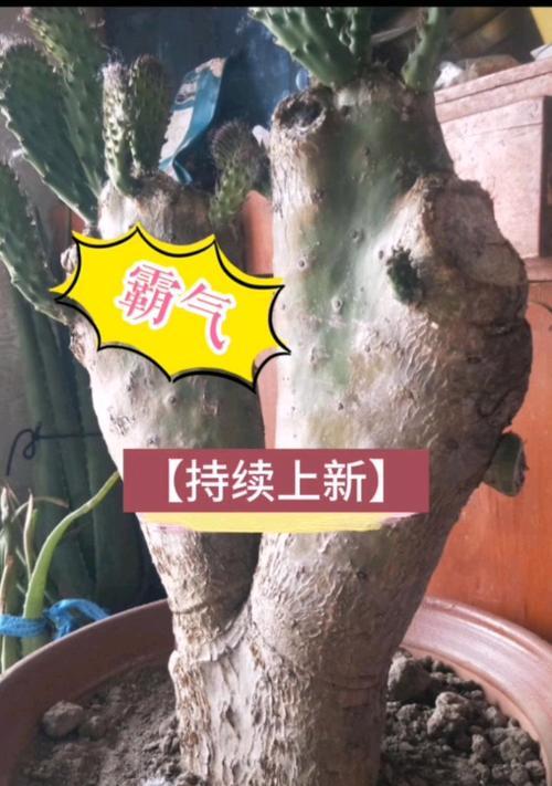 仙人掌根部有点腐烂怎么种？如何处理并重新种植腐烂根部的仙人掌？
