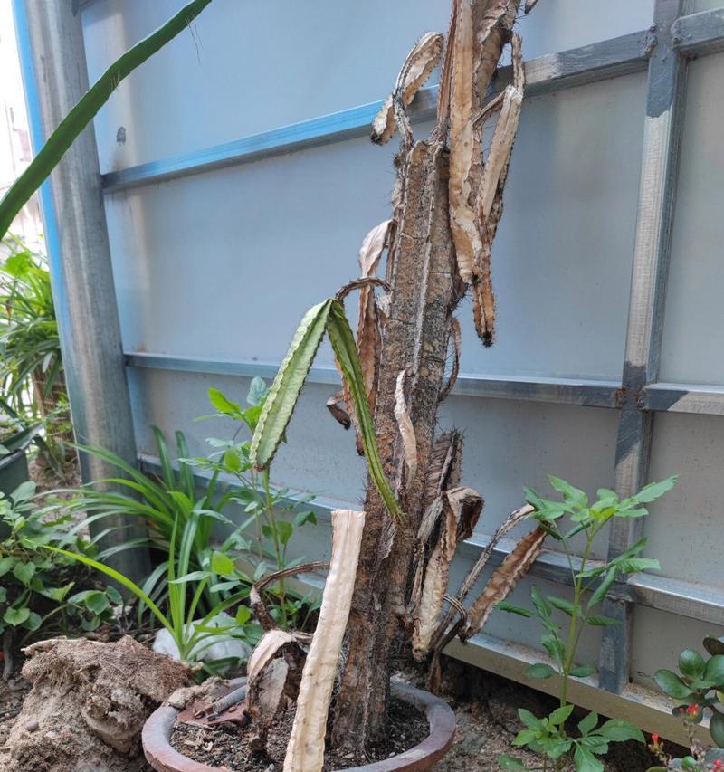 仙人掌根部有点腐烂怎么种？如何处理并重新种植腐烂根部的仙人掌？