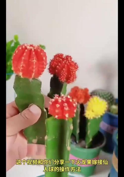 苗接仙人球怎么固定枝条？仙人球嫁接后如何确保枝条稳定？