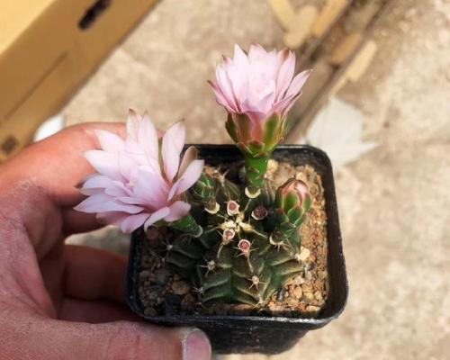 仙人球红花瓶怎么种植？红花瓶仙人球的种植步骤是什么？