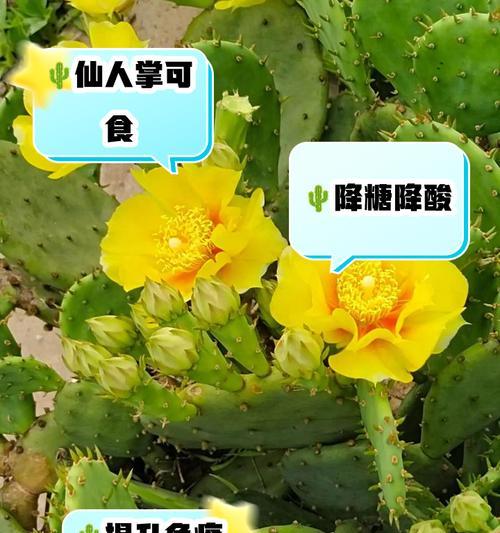 黄毛仙人掌怎么养有光泽？如何让黄毛仙人掌保持健康光泽？