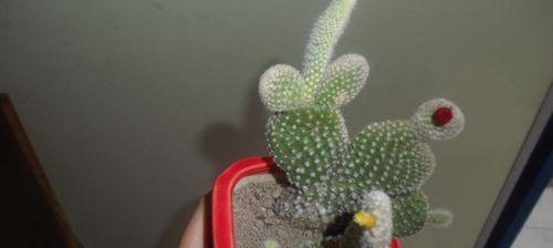 黄毛仙人掌怎么养有光泽？如何让黄毛仙人掌保持健康光泽？