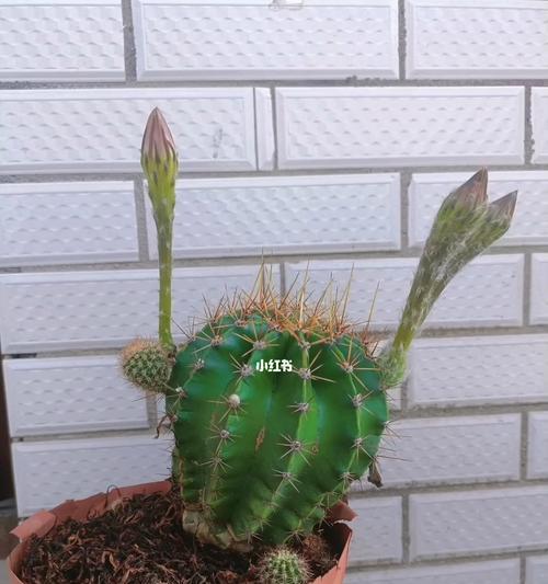 圆仙人掌开很多花苞怎么办？圆仙人掌花苞过多的处理方法是什么？