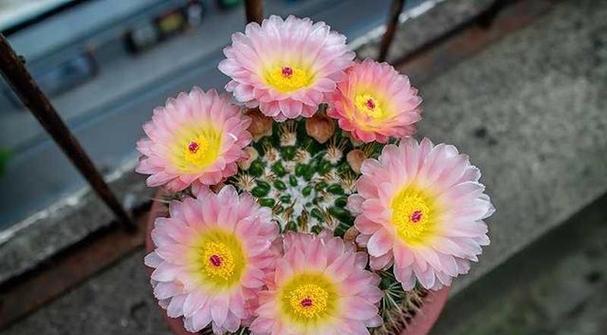 圆仙人掌开很多花苞怎么办？圆仙人掌花苞过多的处理方法是什么？