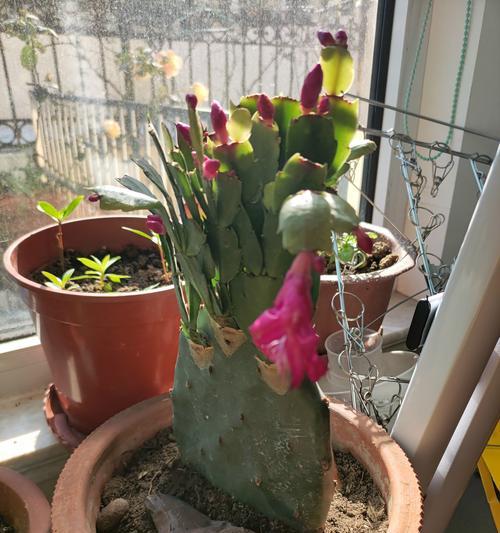 圆仙人掌开很多花苞怎么办？圆仙人掌花苞过多的处理方法是什么？