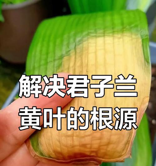 君子兰养的黄叶烂根怎么回事？君子兰黄叶烂根的原因及解决方法？
