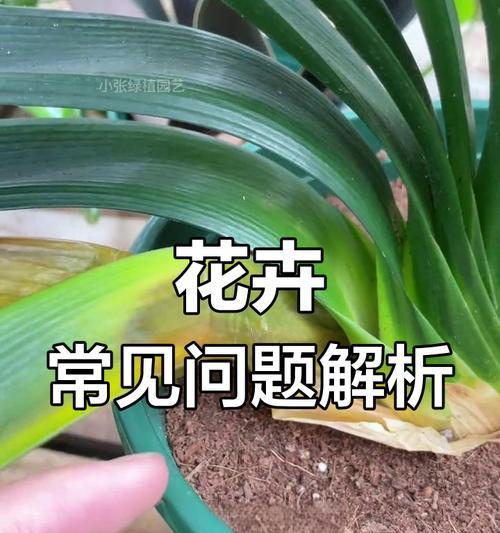 君子兰养的黄叶烂根怎么回事？君子兰黄叶烂根的原因及解决方法？