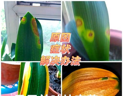 君子兰养的黄叶烂根怎么回事？君子兰黄叶烂根的原因及解决方法？