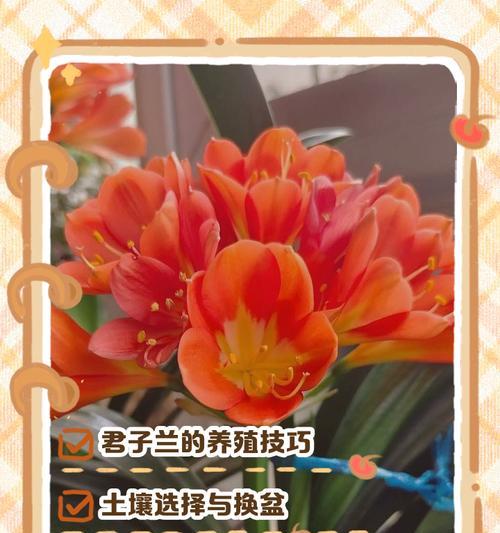 君子兰怎么养护和浇水小苗？君子兰小苗的正确养护和浇水技巧是什么？
