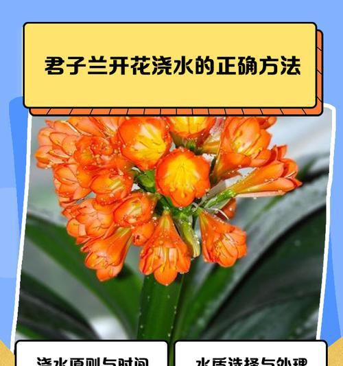 君子兰怎么养护和浇水小苗？君子兰小苗的正确养护和浇水技巧是什么？