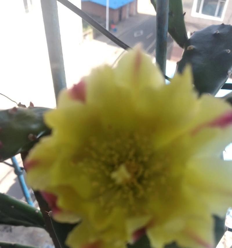 蝴蝶虫仙人掌不开花怎么办？