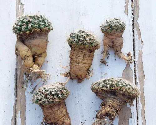 实生根小仙人球的种植方法是什么？
