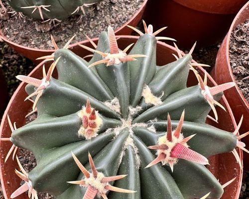 实生根小仙人球的种植方法是什么？