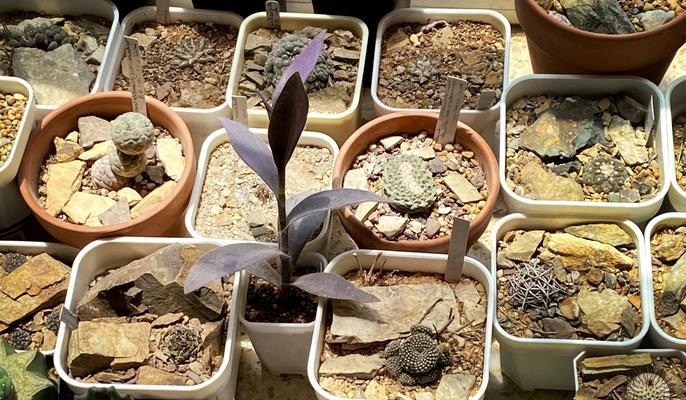 实生根小仙人球的种植方法是什么？