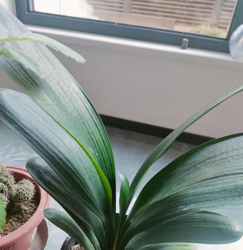 君子兰开花夹在叶片中的原因是什么？