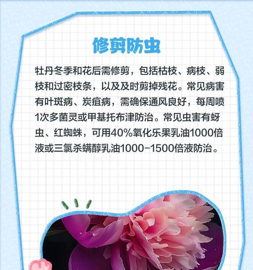 楼上牡丹花的养护技巧有哪些？