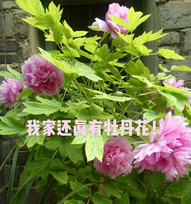 楼上牡丹花的养护技巧有哪些？