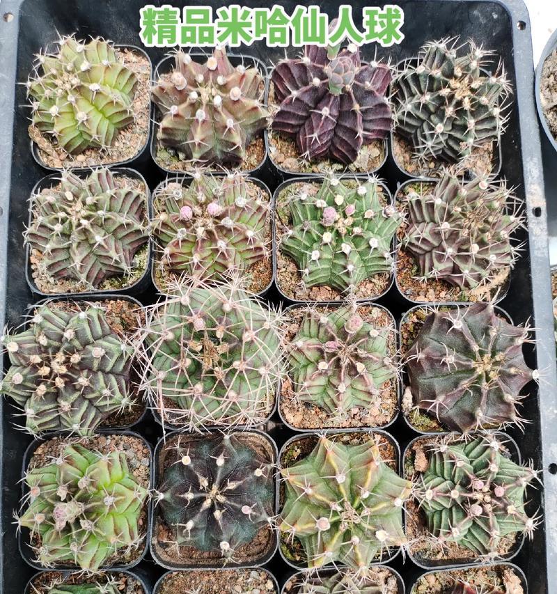 仙人球与蓝天图文有何不同？