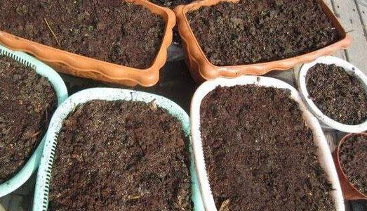 君子兰用砂土种植的优缺点及养护方法？