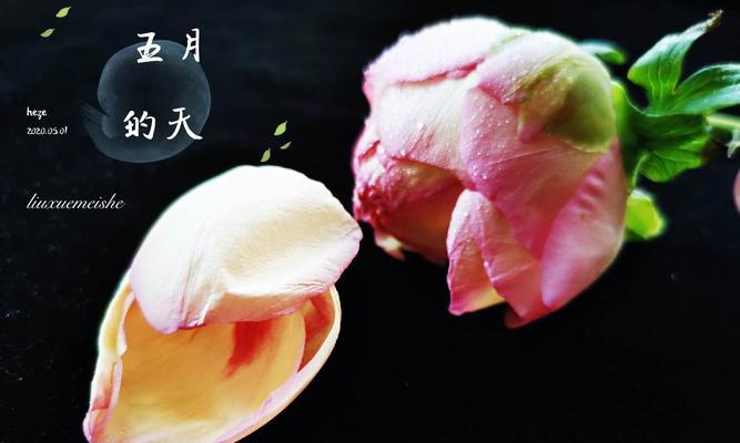 如何正确剪下一束牡丹花？
