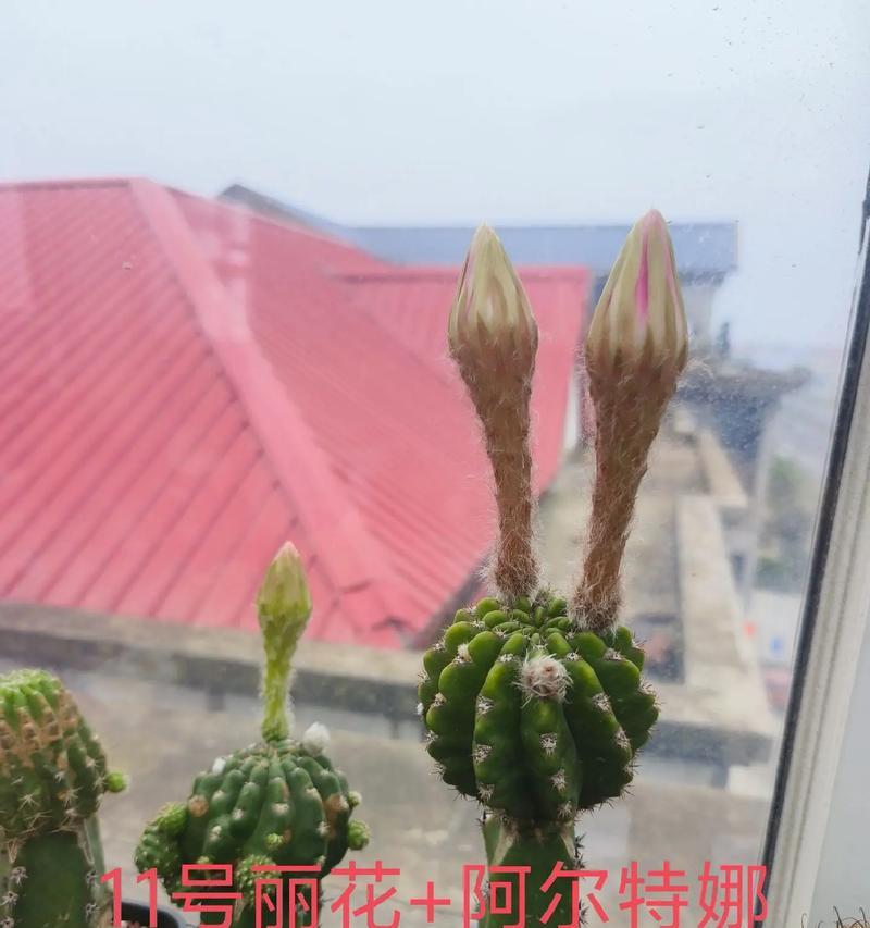 老桩仙人球多花骨朵的养护技巧是什么？