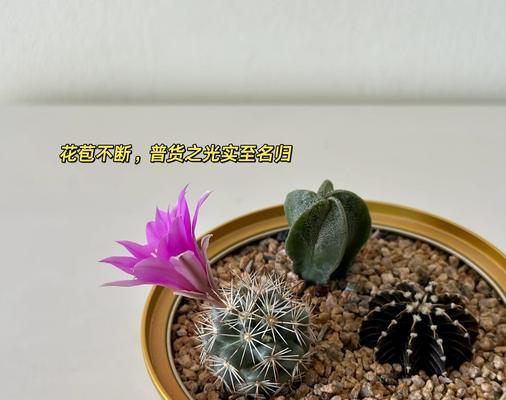 老桩仙人球多花骨朵的养护技巧是什么？