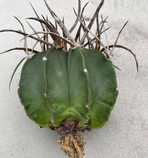 如何保持仙人球花开不败？